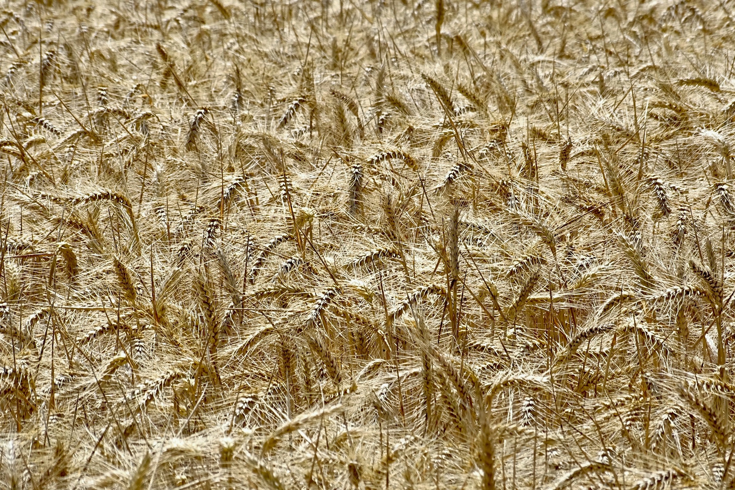 Un campo de cebada listo para la cosecha. Visto en Romsey, Hampshire.