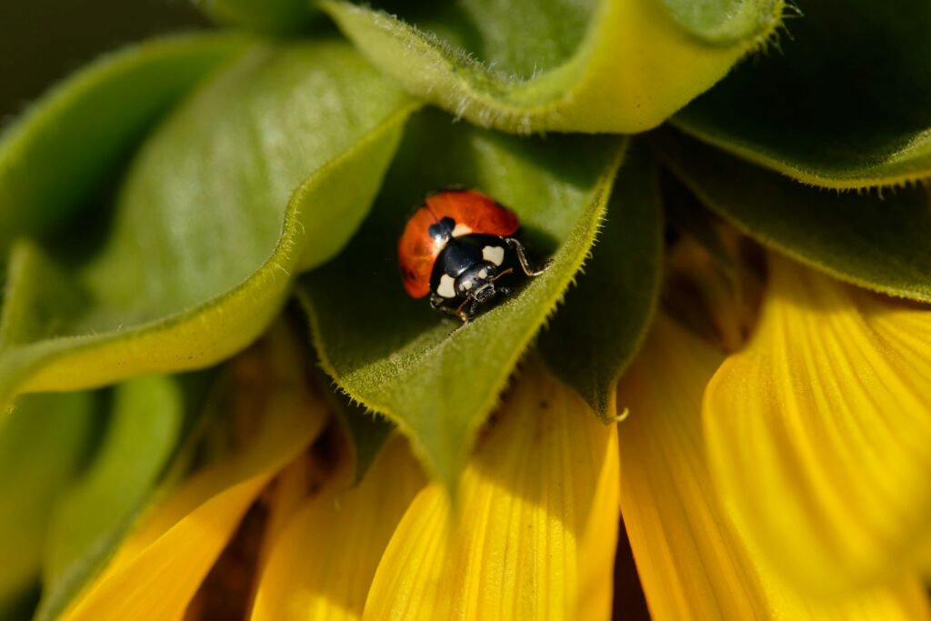 Mariquita roja y negra sobre una flor amarilla